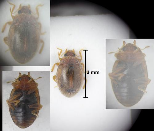 Réf. 185 457 : Rhyzobius litura